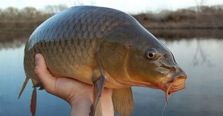 Podajnik ARC z lotką 40g 5szt + foremka wyciskana