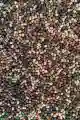 Zanęta DYNAMIC CORN NATURAL Feeder Bait method mix 800g