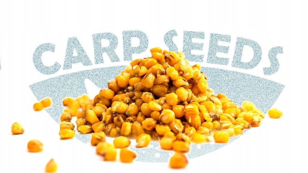 4x Kukurydza zanętowa wędkarska 1kg NATURALNA MIÓD gotowe ziarna Carp